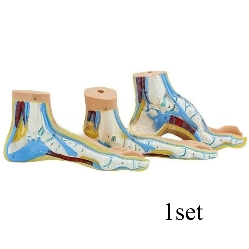 Foot Anatomical Model Normal/flat/Arched Foot Model Including Bones Muscles Ligaments & Digital Sign Foot Anatomy Teaching Prop
Foot Anatomical Model Normal/flat/Arched Foot Model Including Bones Muscles Ligaments & Digital Sign Foot Anatomy Teaching Prop