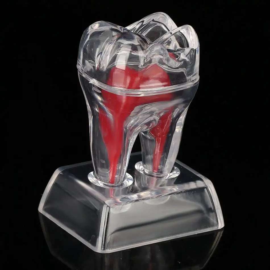 Dental Anatomical Teeth Model Transparent Detachable Tooth Root Structure Model Dental Oral Treatment Model
Dental Anatomical Teeth Model Transparent Detachable Tooth Root Structure Model Dental Oral Treatment Model