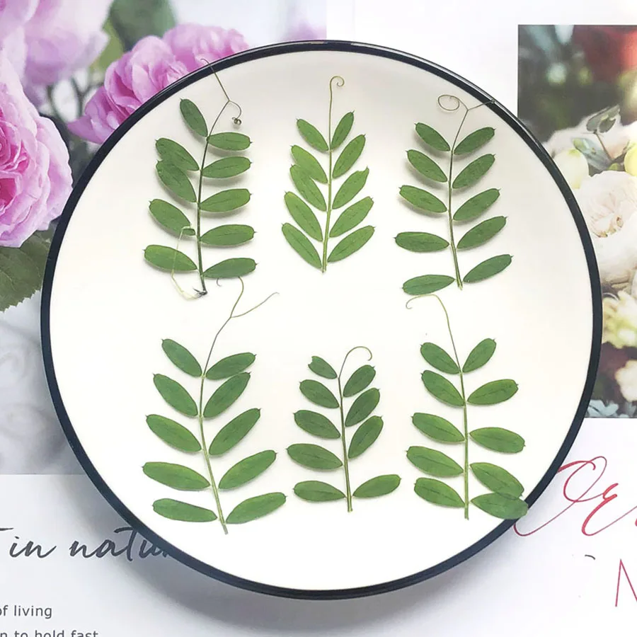 60pcs Pressed Dried Green Pea Leaves Plant Herbarium For Jewelry Jewelry Bookmark Phone Case Postcard Invitation Card DIY
60pcs Pressed Dried Green Pea Leaves Plant Herbarium For Jewelry Jewelry Bookmark Phone Case Postcard Invitation Card DIY