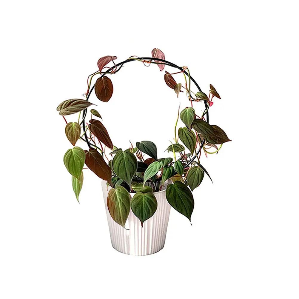 Iron Vine Climbing Rack Sturdy Plant Support Reusable Garden Accessory for Climbing Plants Vegetable Vine Trellis Frame
Iron Vine Climbing Rack Sturdy Plant Support Reusable Garden Accessory for Climbing Plants Vegetable Vine Trellis Frame