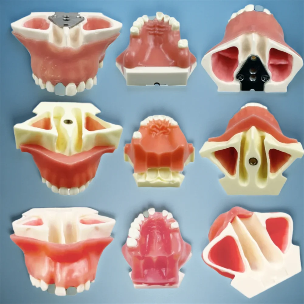 Dental Maxillary Sinus Implant Teeth Practice Model Soft Gum Teeth Teaching Studying Demonstration Model Dentistry Lab Products
Dental Maxillary Sinus Implant Teeth Practice Model Soft Gum Teeth Teaching Studying Demonstration Model Dentistry Lab Products