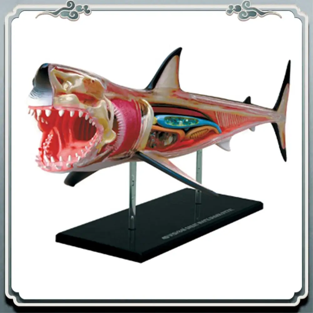 Premium Animal Organ Anatomy Model 4D Shark Intelligence Assembling Toy Teaching Anatomy Model DIY Popular Science Appliances
Premium Animal Organ Anatomy Model 4D Shark Intelligence Assembling Toy Teaching Anatomy Model DIY Popular Science Appliances