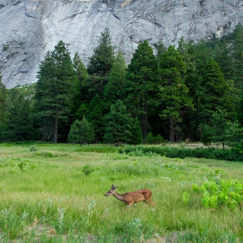 JX Servo PDI-HV1511MG Цифровой мини-сервопривод — крутящий момент 11 кг, металлическая шестерня, двигатель без сердечника, для радиоуправляемых моделей, робототехники и гусеничных машин
JX Servo PDI-HV1511MG Цифровой мини-сервопривод — крутящий момент 11 кг, металлическая шестерня, двигатель без сердечника, для радиоуправляемых моделей, робототехники и гусеничных машин