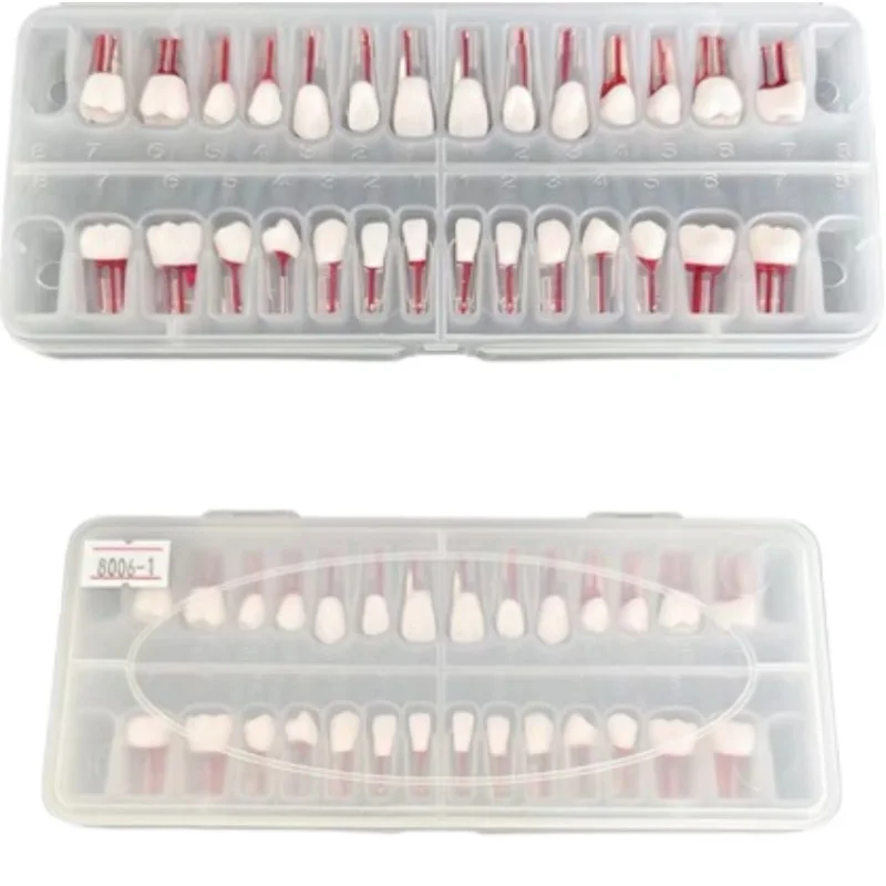 28pcs/set Dental Endodontic Teeth Model Full Mouth Root Canal Practice Study Model Endo Teeth Block Training
28pcs/set Dental Endodontic Teeth Model Full Mouth Root Canal Practice Study Model Endo Teeth Block Training