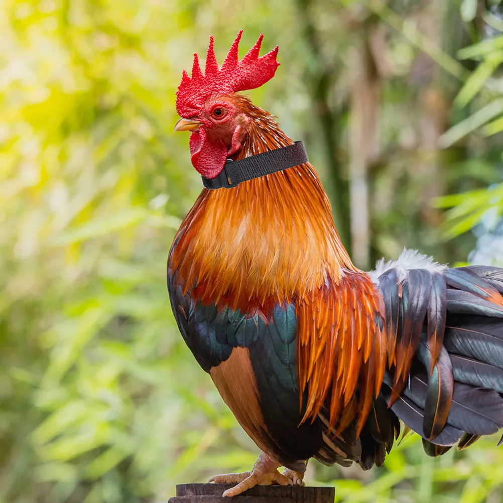 4pcs Anti Crowing Collars Noise Free for Poultry Durable Nylon Material Suitable Ducks Geese Roosters Adjustable Size Soft
4pcs Anti Crowing Collars Noise Free for Poultry Durable Nylon Material Suitable Ducks Geese Roosters Adjustable Size Soft