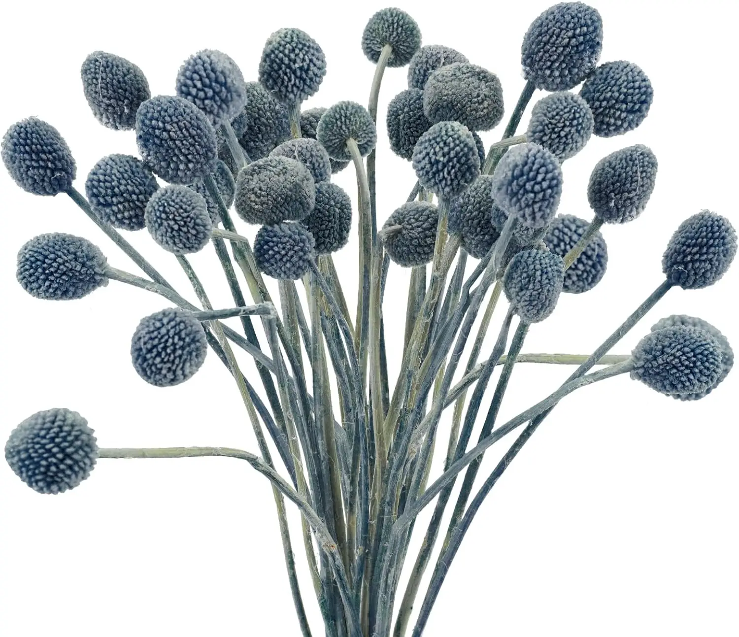 20Pcs Artificial Dried Craspedia Flowers Fake Dried Billy Button Balls Flowers for DIY Wedding Office Home Party
20Pcs Artificial Dried Craspedia Flowers Fake Dried Billy Button Balls Flowers for DIY Wedding Office Home Party