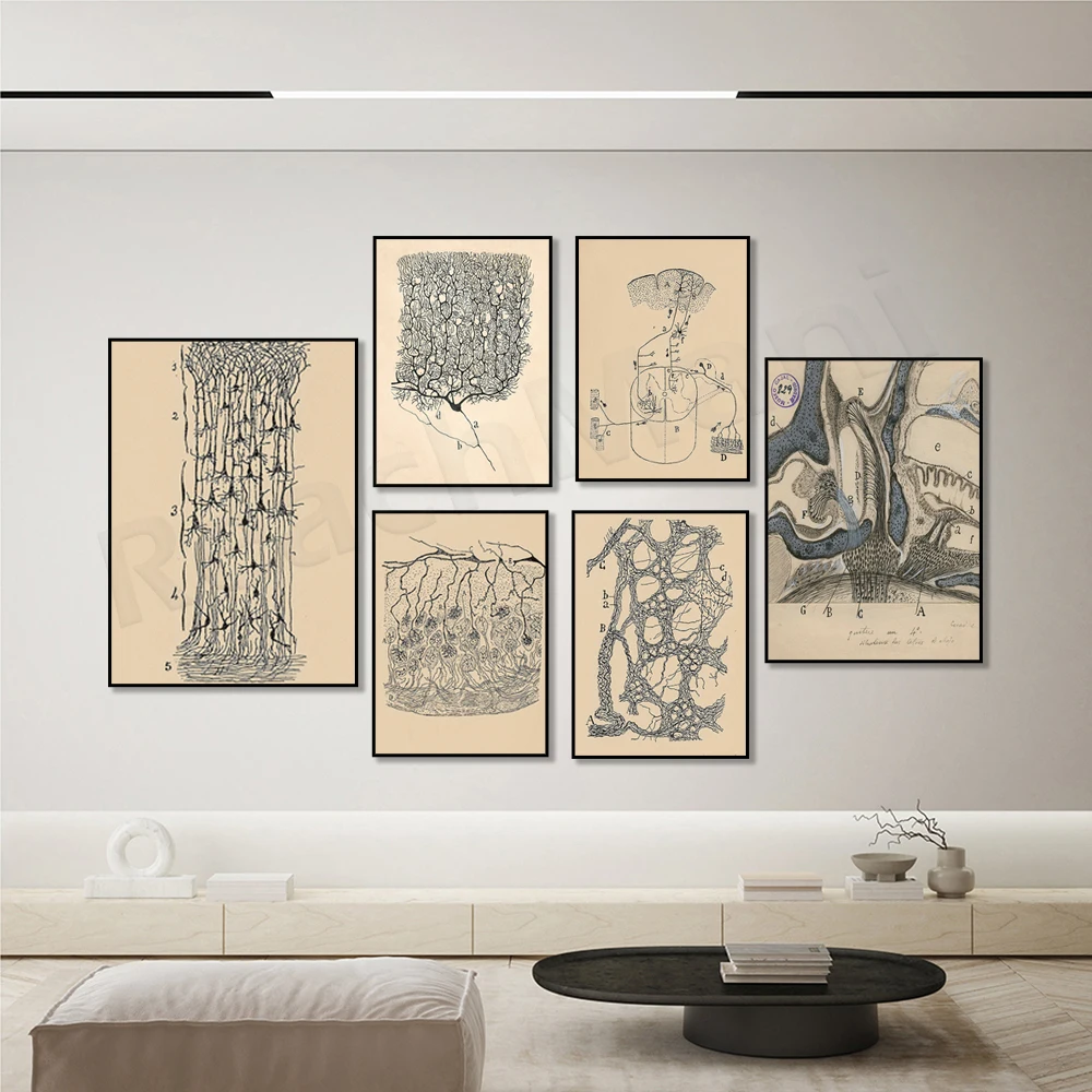Santiago Ramon y Cajal Neuron Drawing Vintage Poster Brain Anatomy Wall Art Canvas Print Neuroscience Biology Illustration Decor
Santiago Ramon y Cajal Neuron Drawing Vintage Poster Brain Anatomy Wall Art Canvas Print Neuroscience Biology Illustration Decor