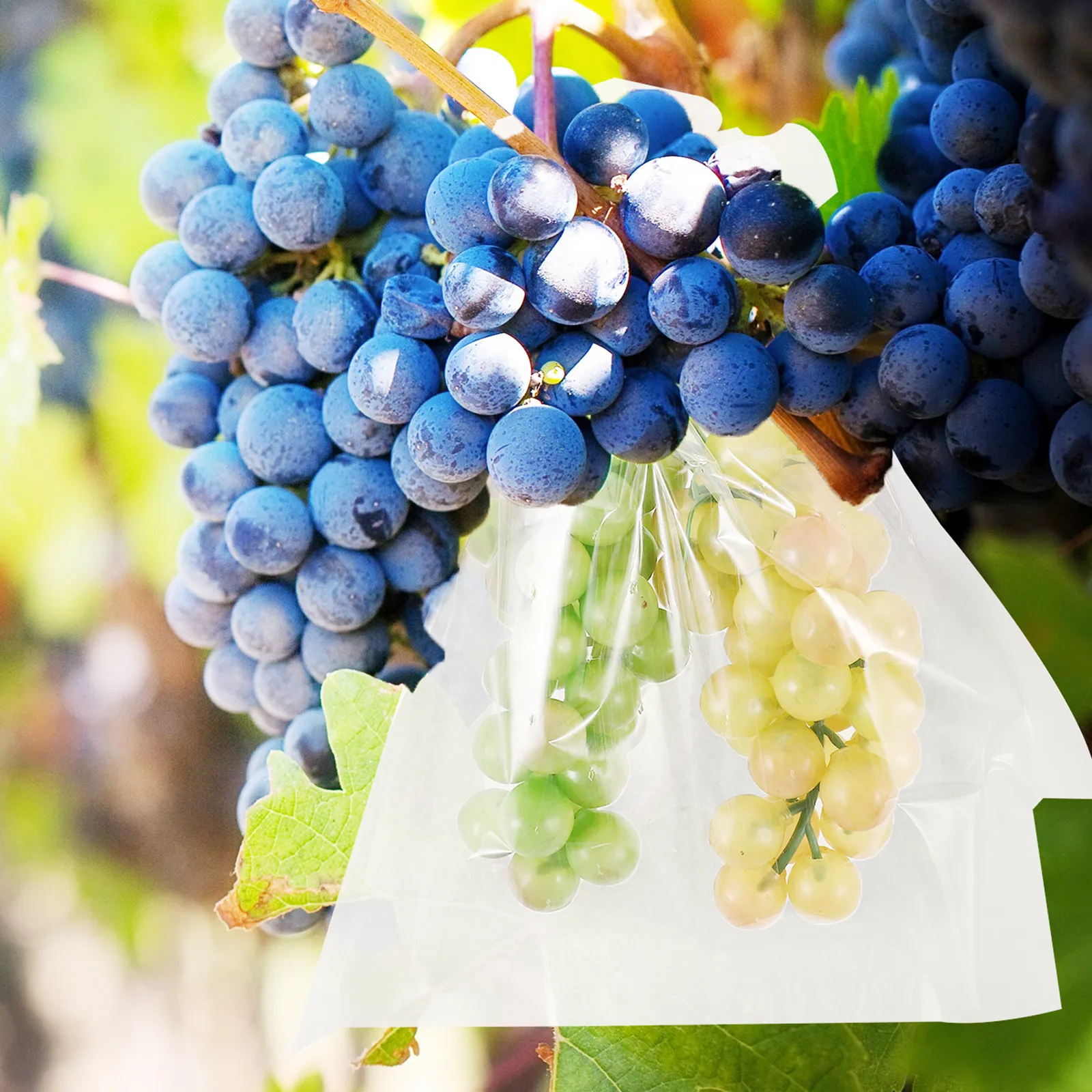 50Pcs Grape Protection Bags Heavy-Duty High-Density Paper Fruit Grow Bags for Sun Rain Wind Bird Damage Prevention Bright Color
50Pcs Grape Protection Bags Heavy-Duty High-Density Paper Fruit Grow Bags for Sun Rain Wind Bird Damage Prevention Bright Color