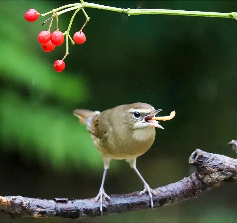 1:10 4WD RC Off-Road Truck — 2,4G, 50 км/ч, бесщеточный, RTR
1:10 4WD RC Off-Road Truck — 2,4G, 50 км/ч, бесщеточный, RTR
