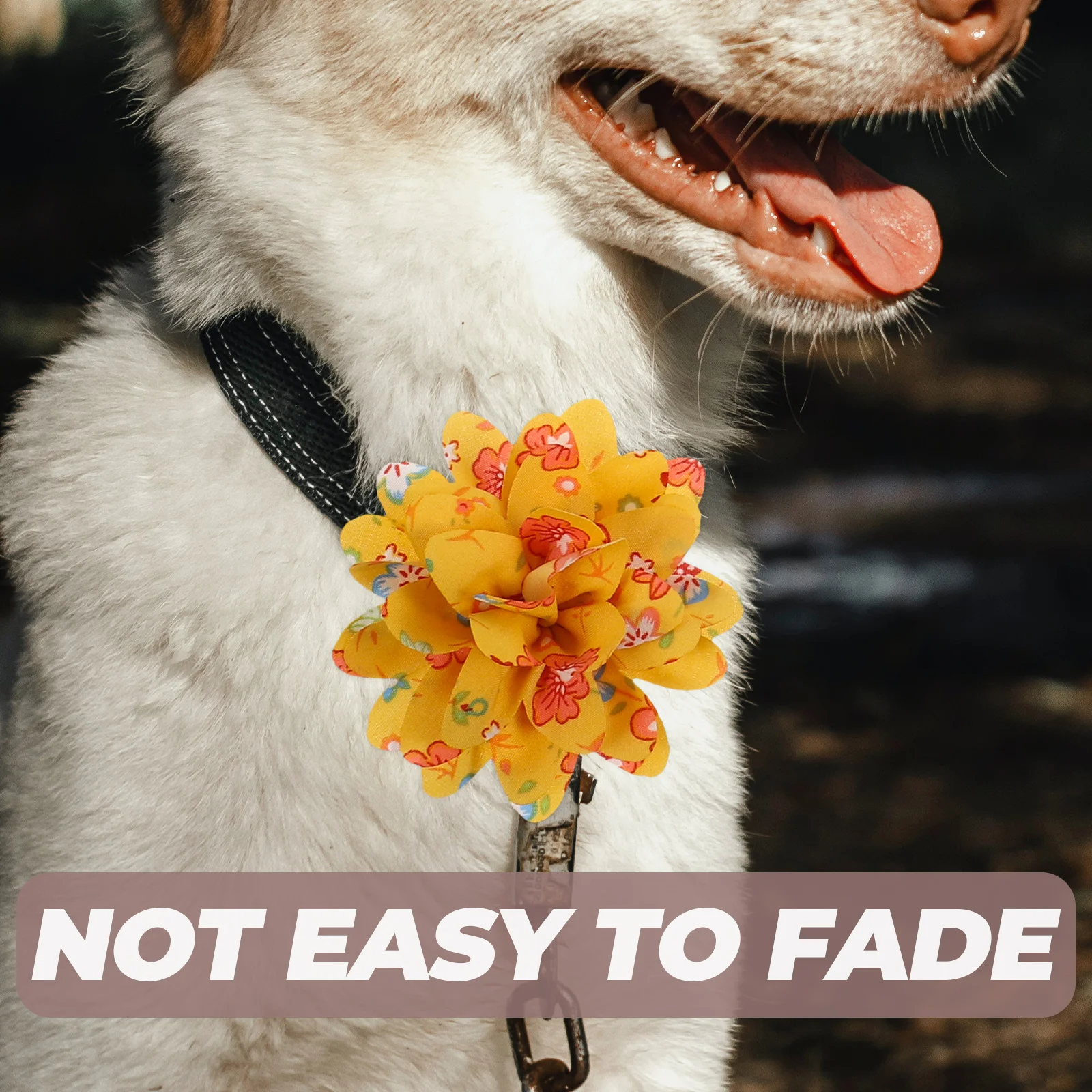 10 Pcs Pet Headgear Colorful Flower Collars for Dogs Fashionable Grooming Accessories Dog Flowers Collar Pet Supplies
10 Pcs Pet Headgear Colorful Flower Collars for Dogs Fashionable Grooming Accessories Dog Flowers Collar Pet Supplies