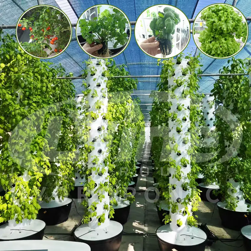 Умная коммерческая гидропонная башня для фермерского производства в теплице Вертикальная башня для выращивания с автоматической гидропонной системой дозирования
Умная коммерческая гидропонная башня для фермерского производства в теплице Вертикальная башня для выращивания с автоматической гидропонной системой дозирования
