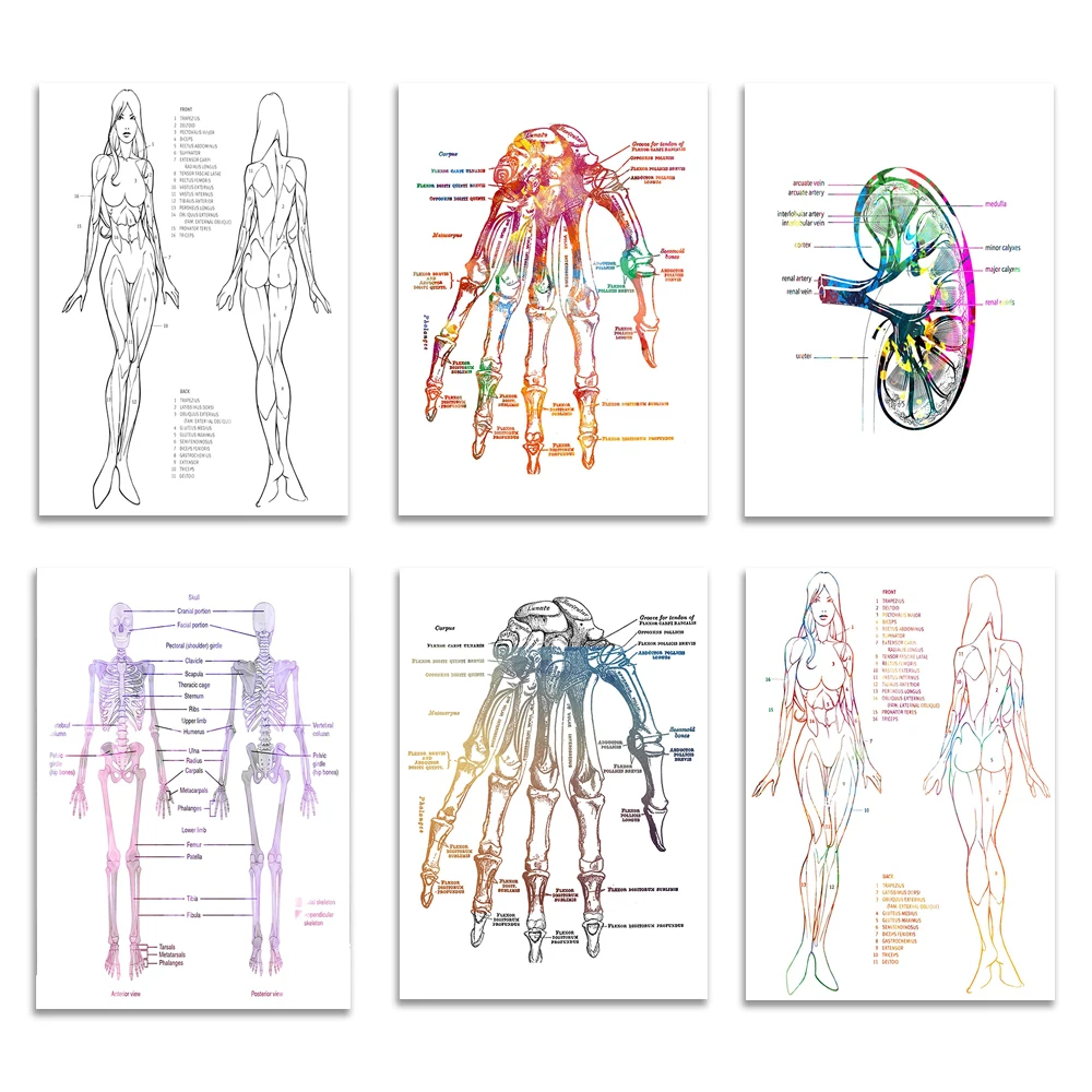 Kidney anatomy urology illustration, hand, female human body, male body skeletal anatomy watercolor poster
Kidney anatomy urology illustration, hand, female human body, male body skeletal anatomy watercolor poster