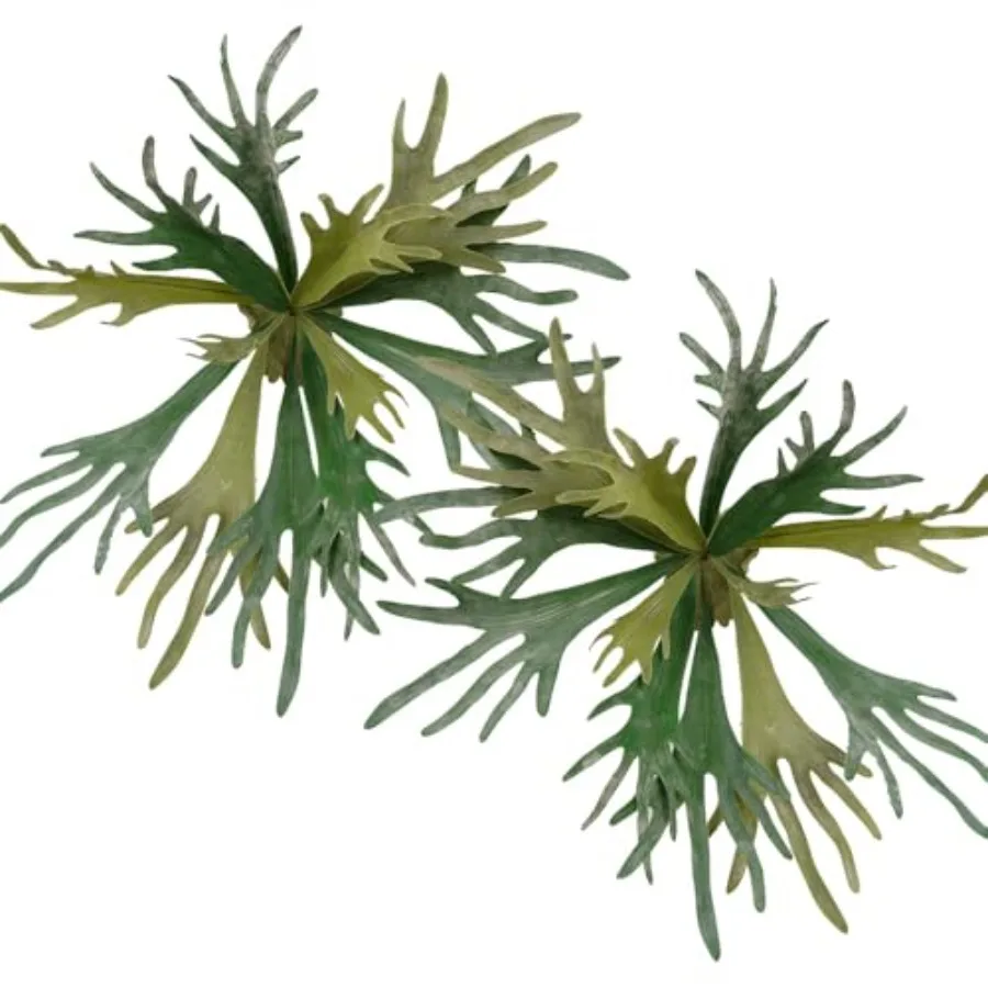 Искусственные папоротники Staghorn, 2 шт., диаметр 35 см, большие подвесные растения для декора магазина, сада, офиса, дома, синтетические зеленые суккуленты
Искусственные папоротники Staghorn, 2 шт., диаметр 35 см, большие подвесные растения для декора магазина, сада, офиса, дома, синтетические зеленые суккуленты