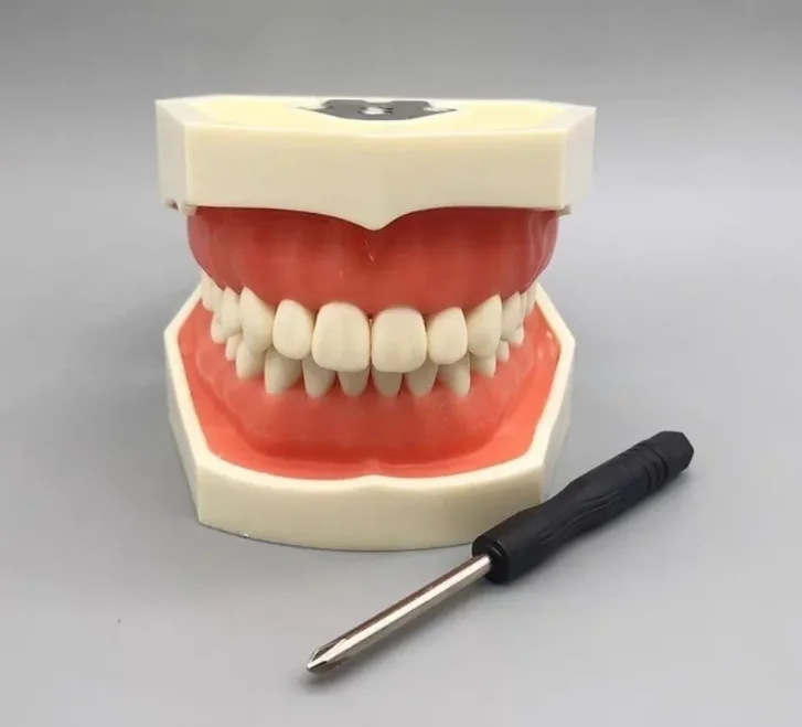 Oral Practice Removable Dental Model 28 teeth Resin Dental Preparation Dental Medical Dental Model
Oral Practice Removable Dental Model 28 teeth Resin Dental Preparation Dental Medical Dental Model