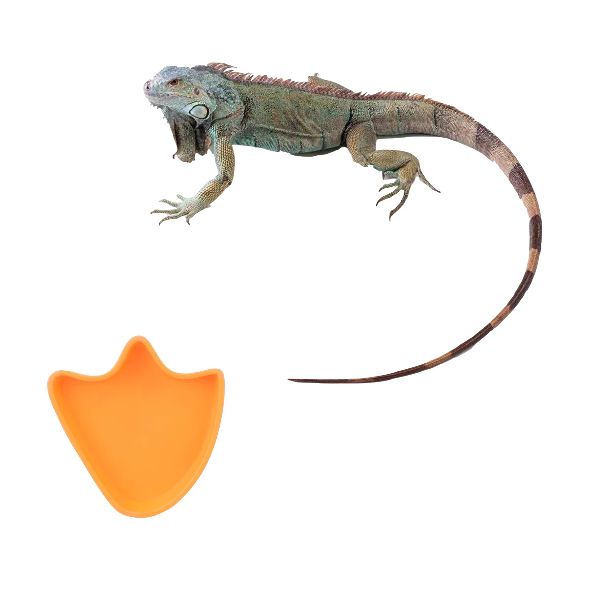 2Pcs Reptile Food Water Plate Pet Feeder Compact Design Easy Clean Gift Choice for Reptile Owners Orange Pet Feeder 
2Pcs Reptile Food Water Plate Pet Feeder Compact Design Easy Clean Gift Choice for Reptile Owners Orange Pet Feeder