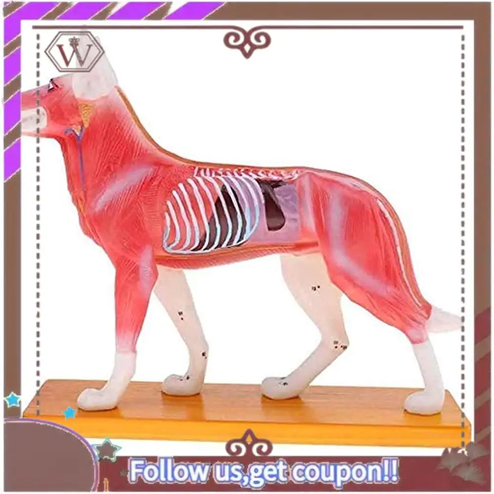 ABBG-Anatomical Dog Model Acupuncture Anatomy Acupuncture Point Model Of The Dog Body With 72 Acupuncture Points Study Model
ABBG-Anatomical Dog Model Acupuncture Anatomy Acupuncture Point Model Of The Dog Body With 72 Acupuncture Points Study Model