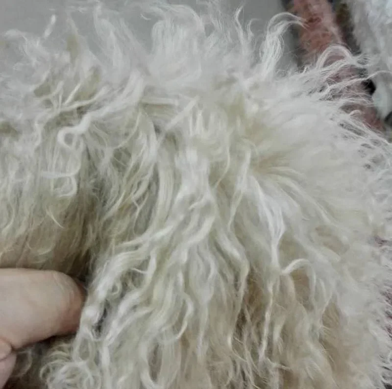 Hight Quanlity Brown White Raw Genuine Lamb Fur 50cm*105cm Piece
Hight Quanlity Brown White Raw Genuine Lamb Fur 50cm*105cm Piece