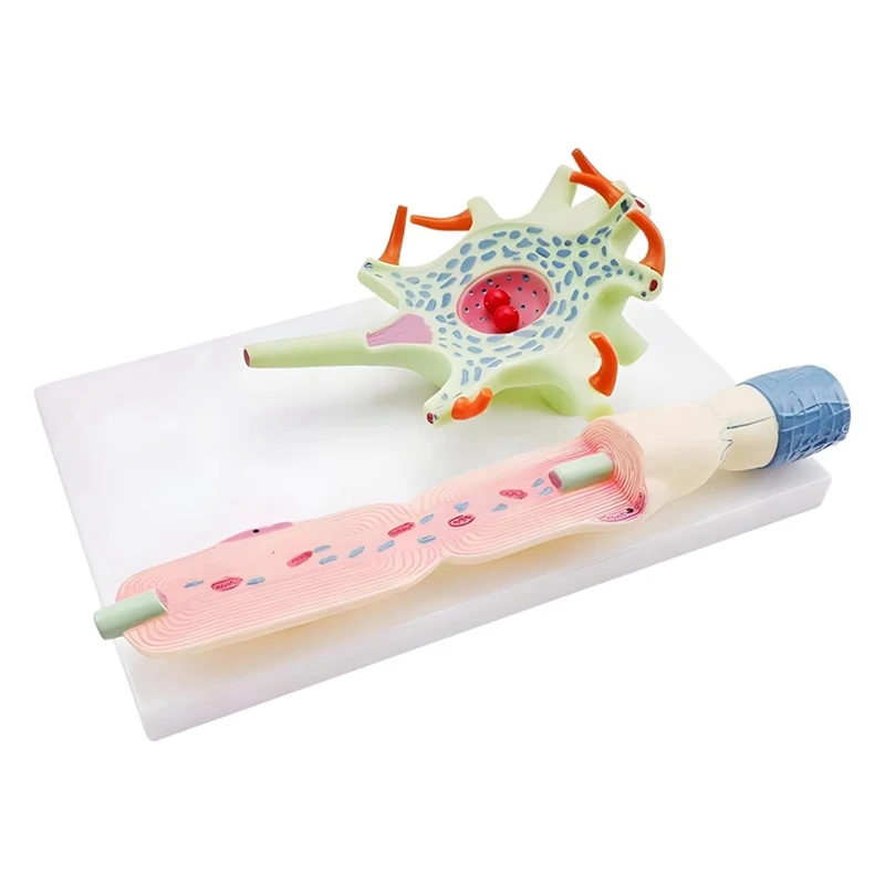 ABZY-Neuronal Model Neuron Anatomy Model For Teaching Science Education Biomedical Instrument Model 3309 Neuron Cell Model
ABZY-Neuronal Model Neuron Anatomy Model For Teaching Science Education Biomedical Instrument Model 3309 Neuron Cell Model