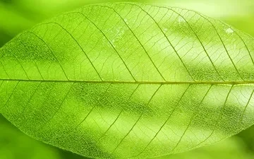 500pcs 9cm Food Picks Fruit Skewers Fork Sticks Buffet Cupcake Toppers Cocktail Wedding Festival Party Decoration
500pcs 9cm Food Picks Fruit Skewers Fork Sticks Buffet Cupcake Toppers Cocktail Wedding Festival Party Decoration