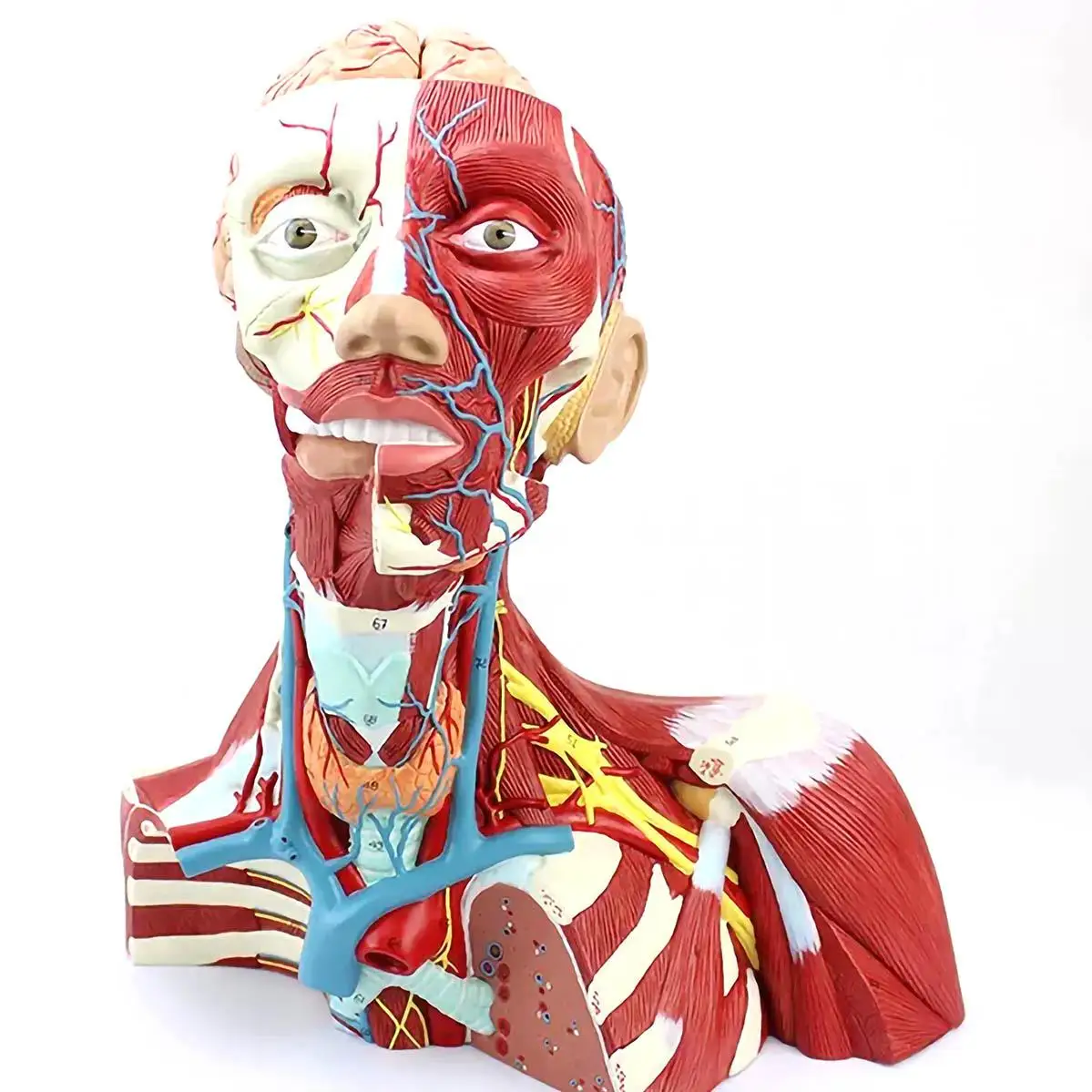PVC Human 2 Parts Cranial Cavity Head Neck and Thoracic Anatomy Model Medical Anatomical Models Teaching
PVC Human 2 Parts Cranial Cavity Head Neck and Thoracic Anatomy Model Medical Anatomical Models Teaching