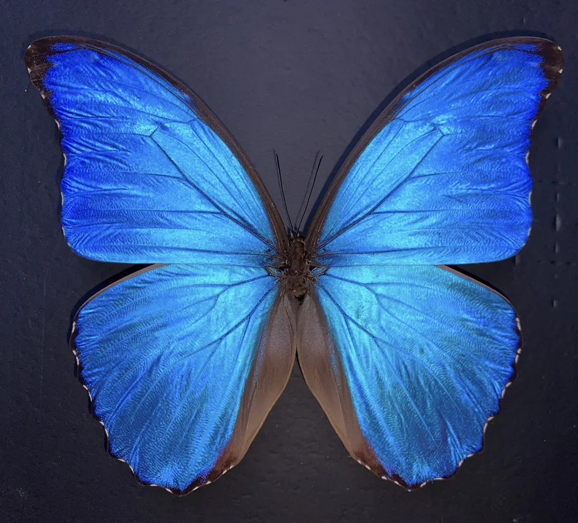 Morpho Menelaus Occidentalis Moroho Didius настоящие образцы бабочек без открытых крыльев, энтомолог, любитель насекомых
Morpho Menelaus Occidentalis Moroho Didius настоящие образцы бабочек без открытых крыльев, энтомолог, любитель насекомых