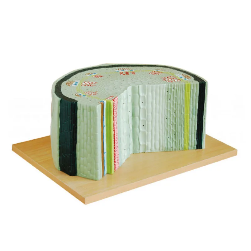 Biological model teaching aids high-quality biological teaching dicot model student learning
Biological model teaching aids high-quality biological teaching dicot model student learning