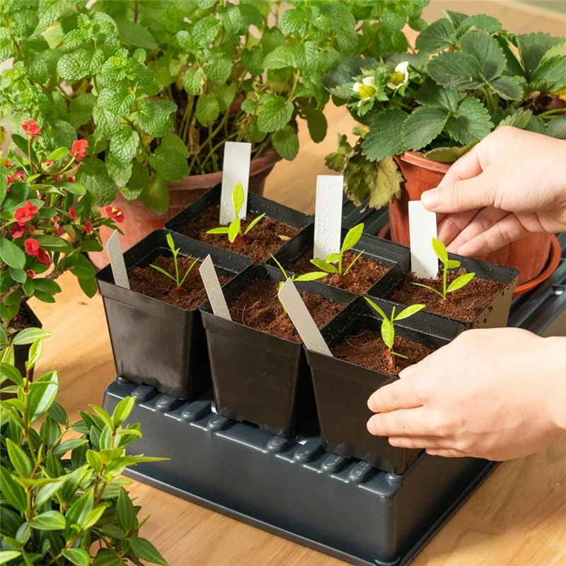 Square Seedling Pots Are For Plants And Succulents In Square Pots Black (100PCS)-ABQU
Square Seedling Pots Are For Plants And Succulents In Square Pots Black (100PCS)-ABQU
