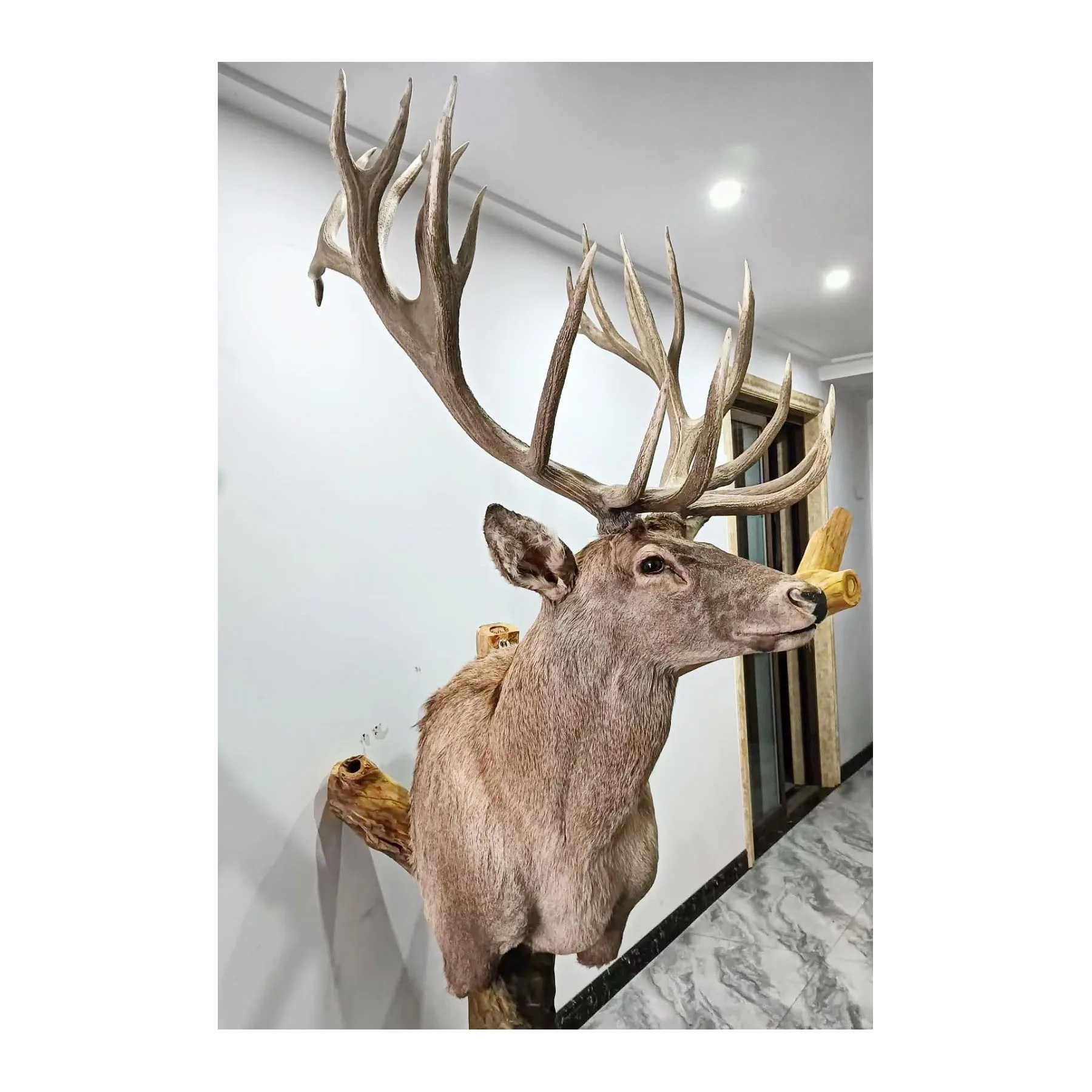 High Quality Large Plush Simulation of Reindeer Elk Realist Animal Models for Christmas Mall Decoration and Scenery Decoration
High Quality Large Plush Simulation of Reindeer Elk Realist Animal Models for Christmas Mall Decoration and Scenery Decoration