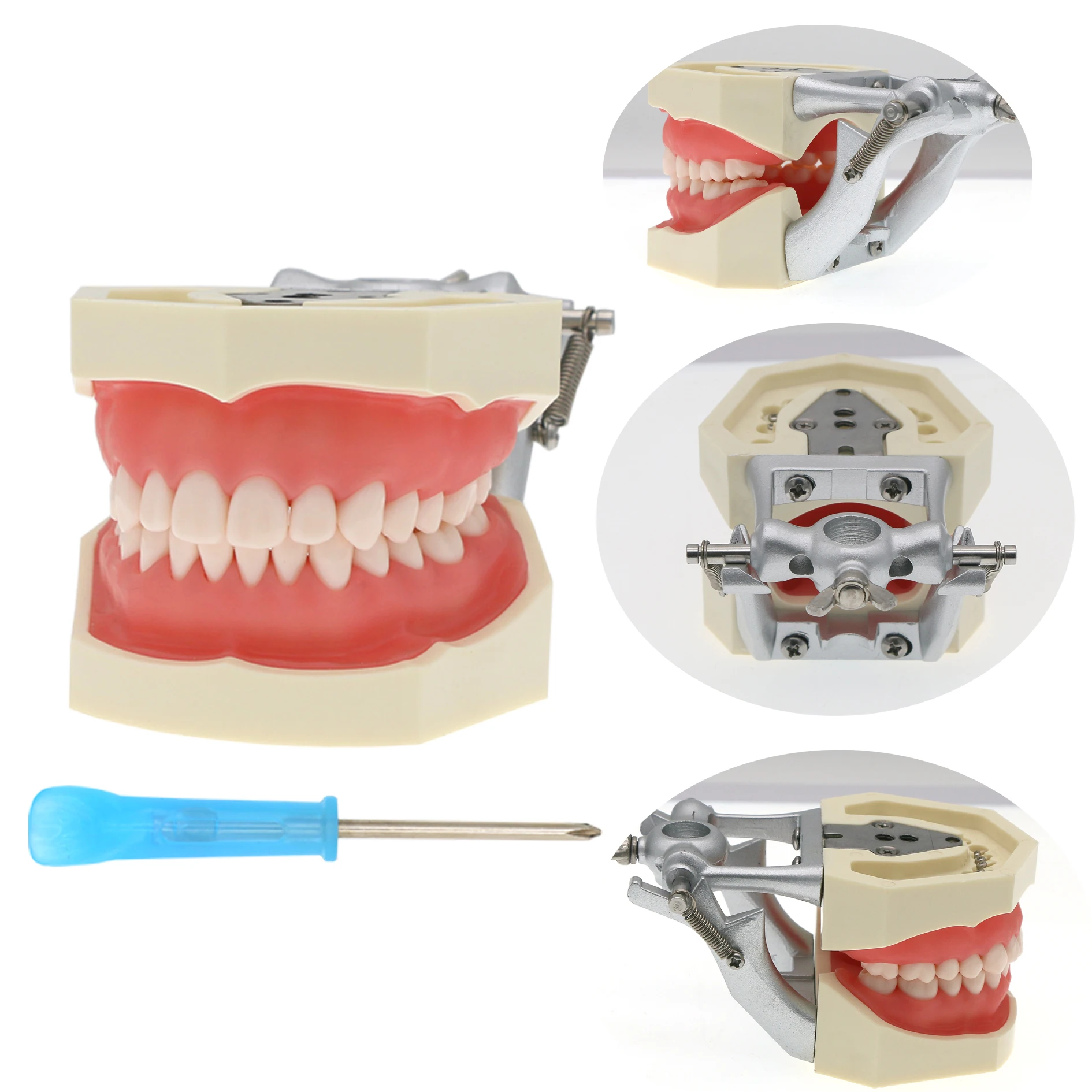 Dental Typodont Model Screw-in 28 Replacement Teeth fit NISSIN 500 Type Gum Dentistry Preparation Training TeachingM8011M8024
Dental Typodont Model Screw-in 28 Replacement Teeth fit NISSIN 500 Type Gum Dentistry Preparation Training TeachingM8011M8024