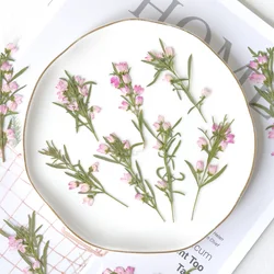 12pcs,nature Mini Flower Branches DIY Dry Flower Bookmarks Pressed Flower Photo Frame Drip Glue Phone Case Petals Makeup Decor 12pcs,nature Mini Flower Branches DIY Dry Flower Bookmarks Pressed Flower Photo Frame Drip Glue Phone Case Petals Makeup Decor