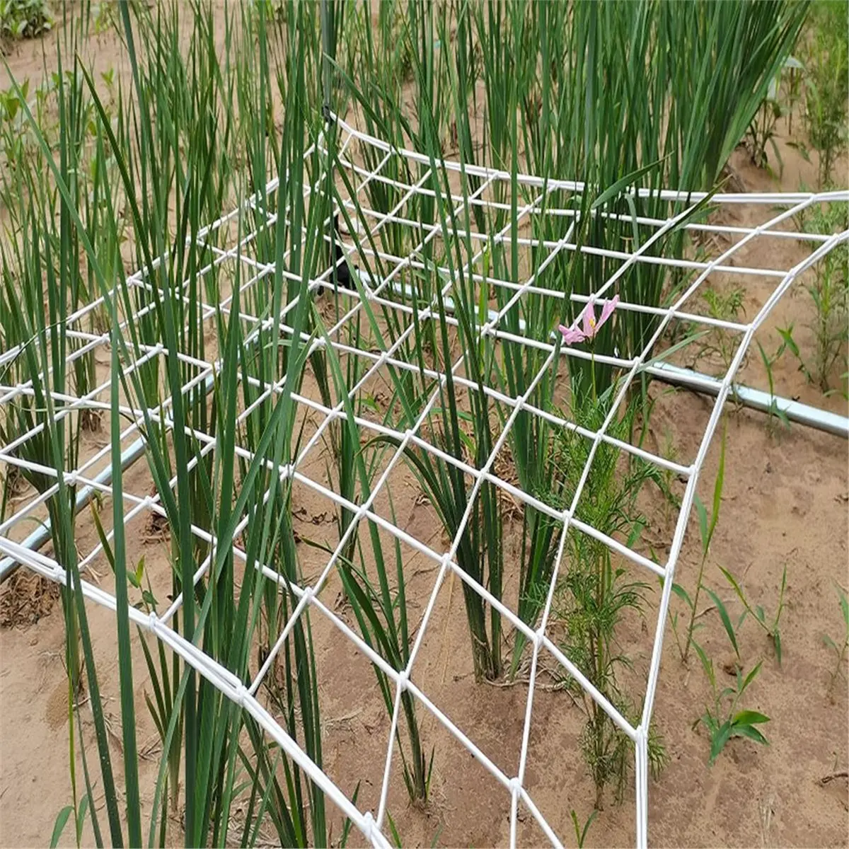 A95G Mesh Highly Elastic Trellis Netting with Hooks for Grow Climbing Plants Vegetables Fruits Flowers Gardening 120x120CM
A95G Mesh Highly Elastic Trellis Netting with Hooks for Grow Climbing Plants Vegetables Fruits Flowers Gardening 120x120CM
