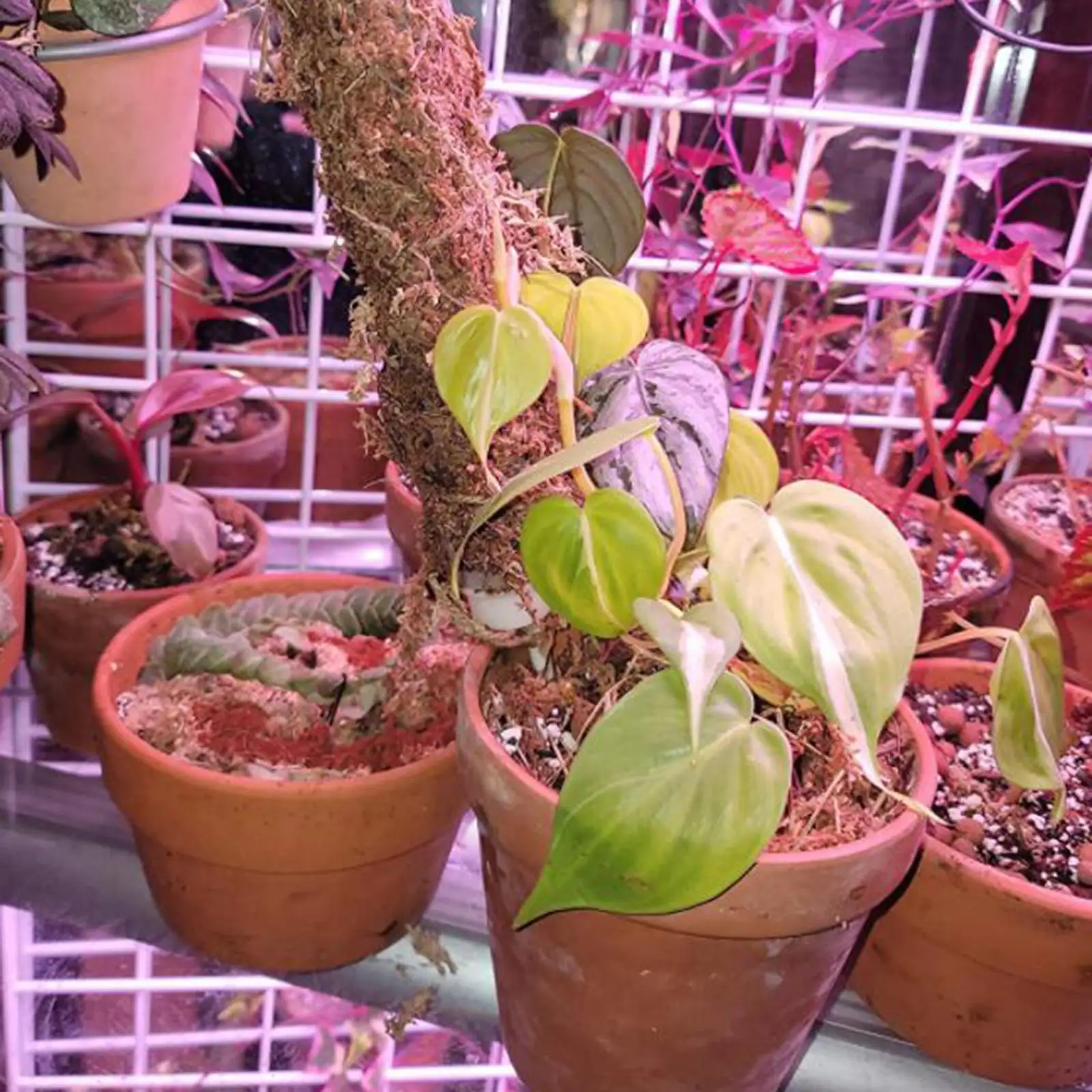 Plant Display Rack, Plant Support, Extension Monstera green Column, Fastening
Plant Display Rack, Plant Support, Extension Monstera green Column, Fastening