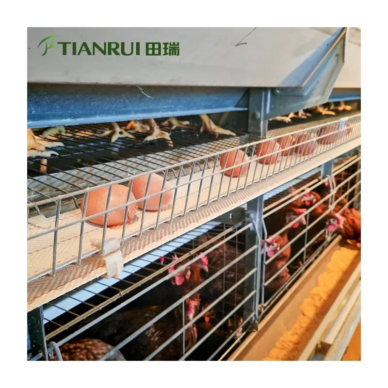 New Fully Automatic Chicken Raising Equipment H-Type Laying Hen Poultry Cage for Layers Galvanized Steel for Tianrui
New Fully Automatic Chicken Raising Equipment H-Type Laying Hen Poultry Cage for Layers Galvanized Steel for Tianrui