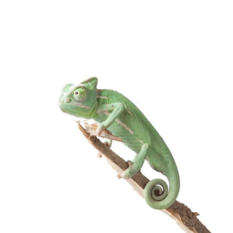 Магнитный источник питания, универсальный магнит, автомобильный корпус, колонка для 1/10 1/8 Trax Trx4 Trx6, аксессуары для обновления радиоуправляемого автомобиля
Магнитный источник питания, универсальный магнит, автомобильный корпус, колонка для 1/10 1/8 Trax Trx4 Trx6, аксессуары для обновления радиоуправляемого автомобиля