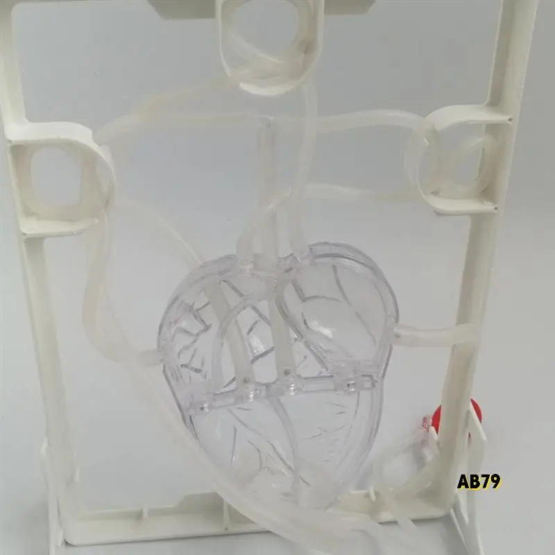 Heart Circulation Model Simulation Science Education For Students Classroom EDU Science Human Body Anatomy Organ Model
Heart Circulation Model Simulation Science Education For Students Classroom EDU Science Human Body Anatomy Organ Model