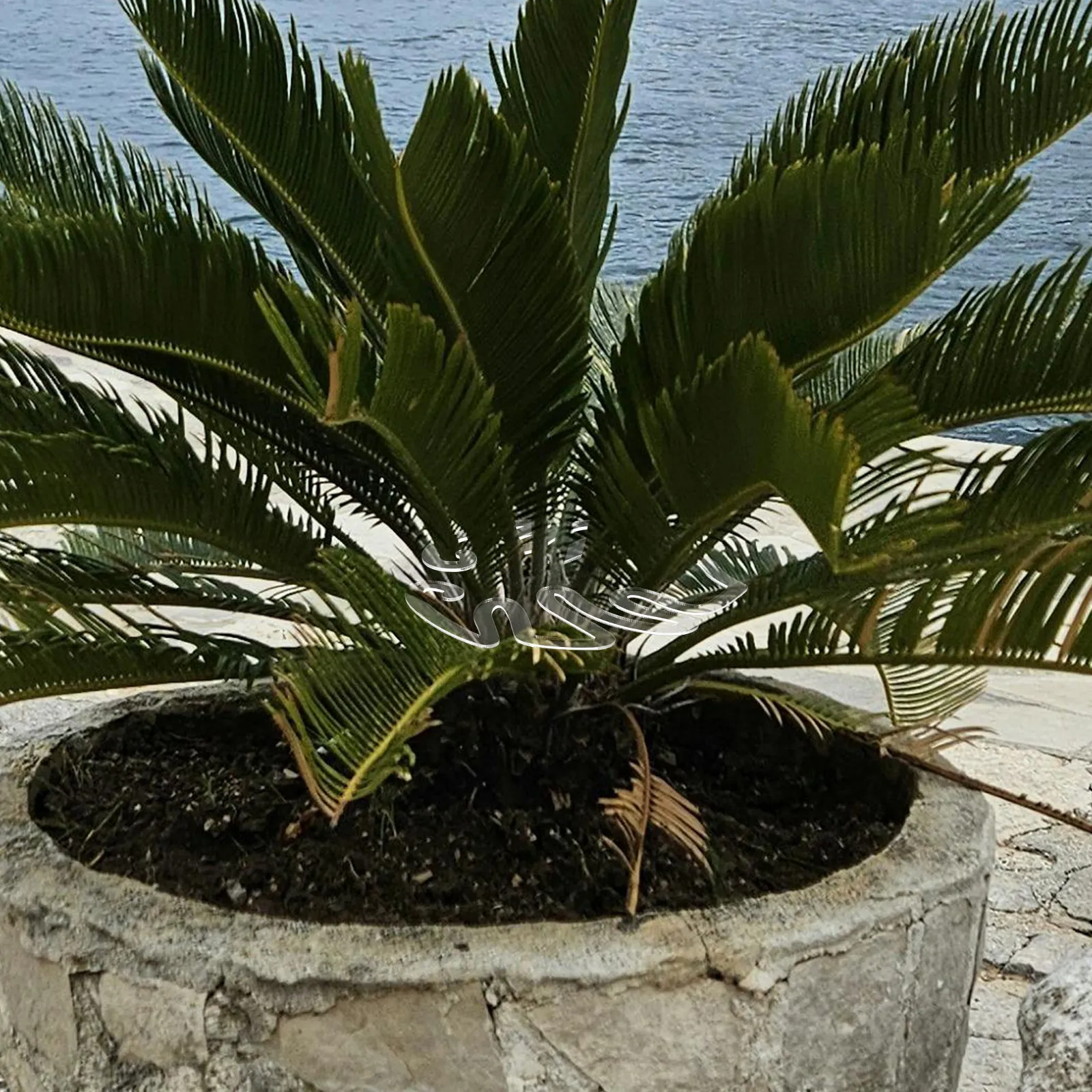 Monstera Plant Stem Support Acrylic Bracket Easy Install No Tools Required High Stability Bonsai Floral Stems Fixing Holder
Monstera Plant Stem Support Acrylic Bracket Easy Install No Tools Required High Stability Bonsai Floral Stems Fixing Holder