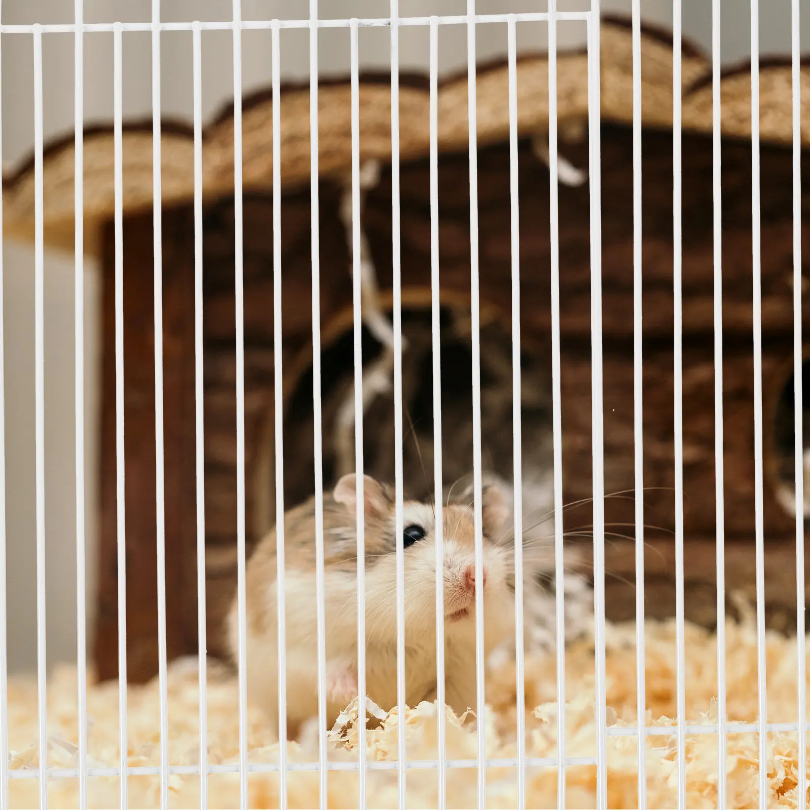 12Pcs Detachable Iron Pet Playpen for Small Animals Portable Folding Fence Ideal Hamster Playground Home Play Area
12Pcs Detachable Iron Pet Playpen for Small Animals Portable Folding Fence Ideal Hamster Playground Home Play Area