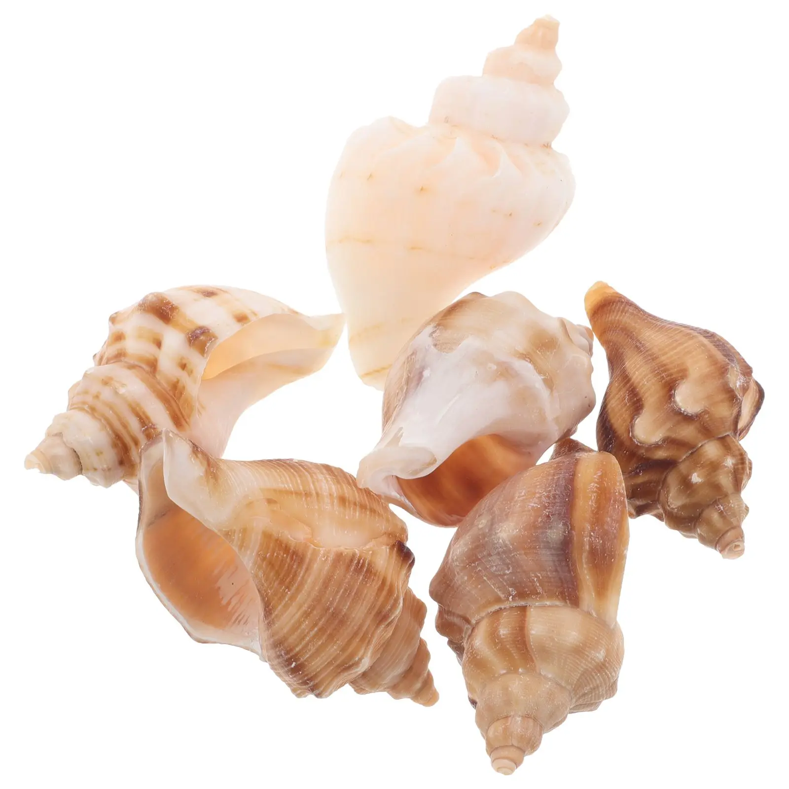 6 Pcs Conch Shell Fish Tank Decorations Crab Replacement Shells Home Aquarium Beach Bedroom Coastal Party Supplies Sea
6 Pcs Conch Shell Fish Tank Decorations Crab Replacement Shells Home Aquarium Beach Bedroom Coastal Party Supplies Sea