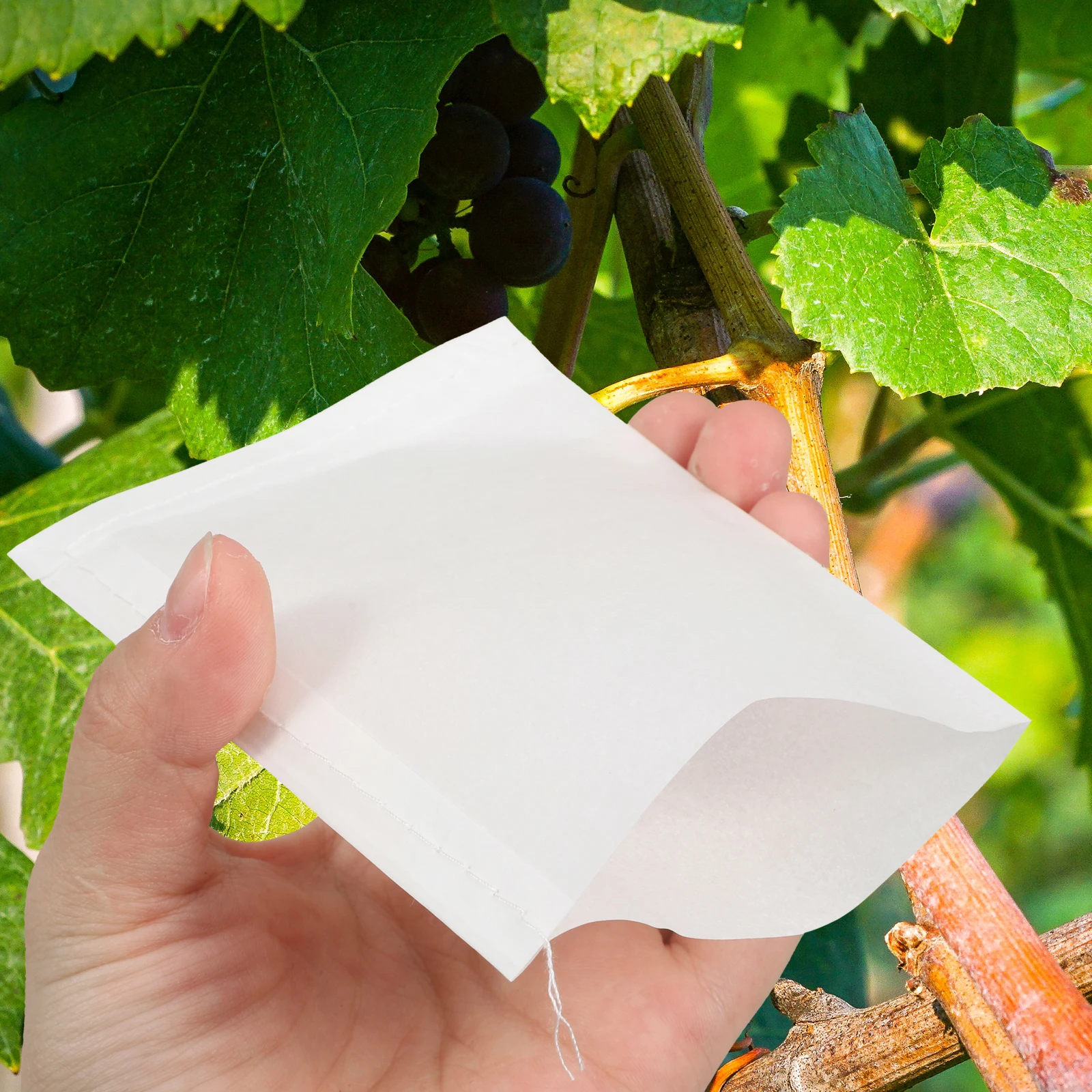 100 pcs Pollination Bags Durable Parchment Paper Breathable Water Resistant Farming Rice Sorghum Sunflower Vegetable Seed
100 pcs Pollination Bags Durable Parchment Paper Breathable Water Resistant Farming Rice Sorghum Sunflower Vegetable Seed