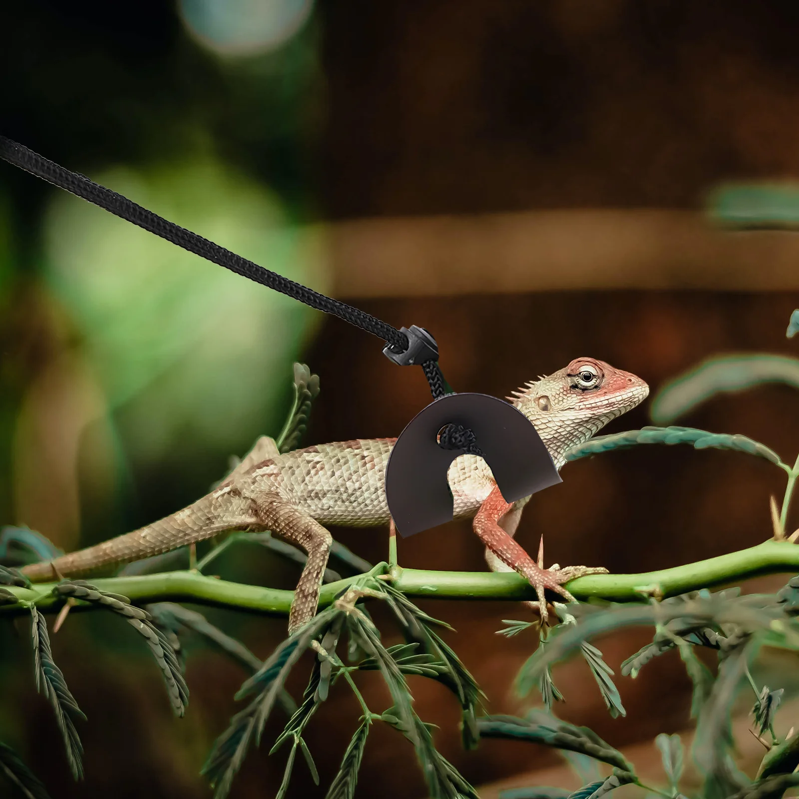 1Set Reptiles Traction Harness Adjustable Bearded Dragon Leash Lizard Harness Outdoor Walking Gecko Leash Pet Supply
1Set Reptiles Traction Harness Adjustable Bearded Dragon Leash Lizard Harness Outdoor Walking Gecko Leash Pet Supply