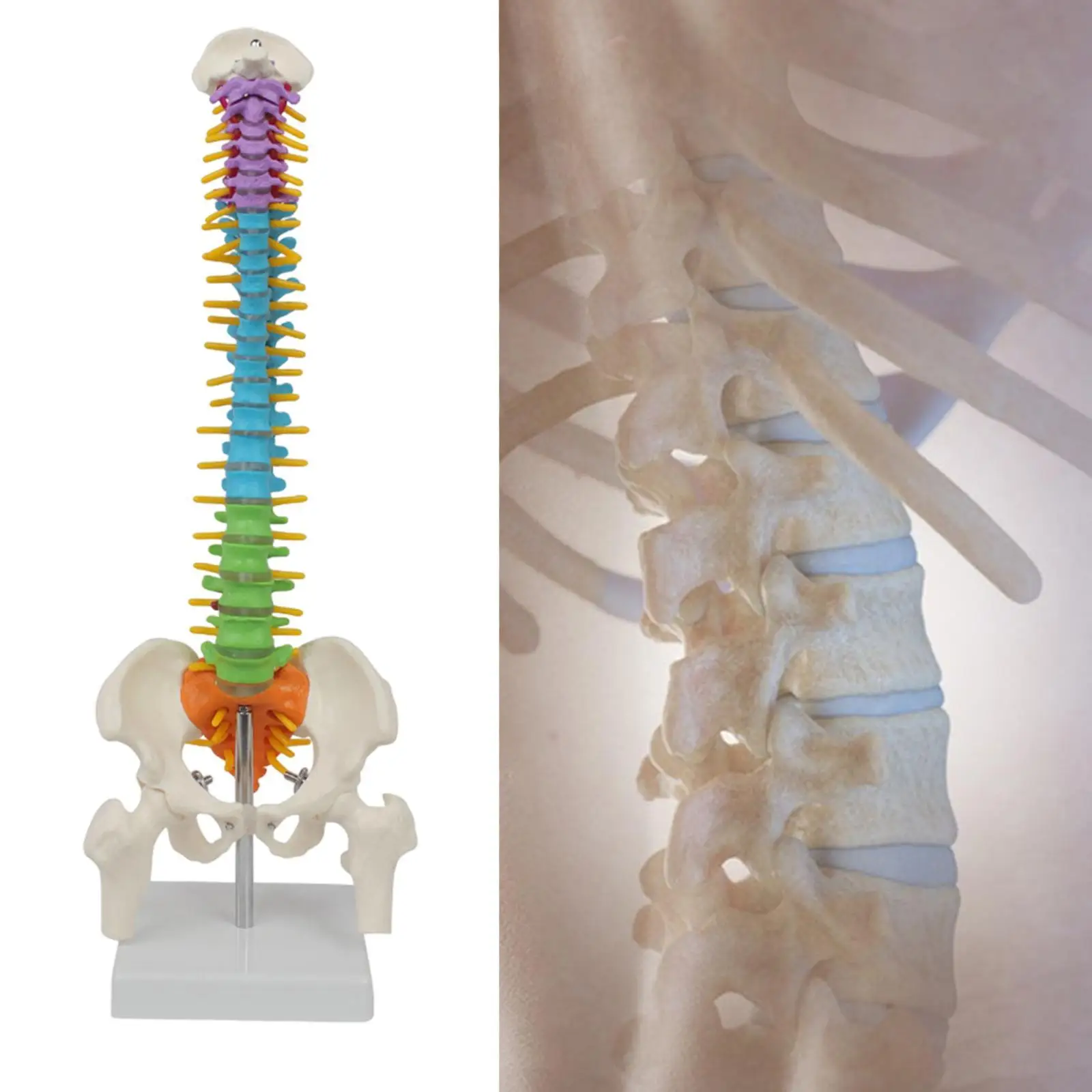 Human Spine Model Flexible Spinal Cord with Pelvic Flexible Colored Vertebrae Anatomical Model for Teaching Study Educational
Human Spine Model Flexible Spinal Cord with Pelvic Flexible Colored Vertebrae Anatomical Model for Teaching Study Educational