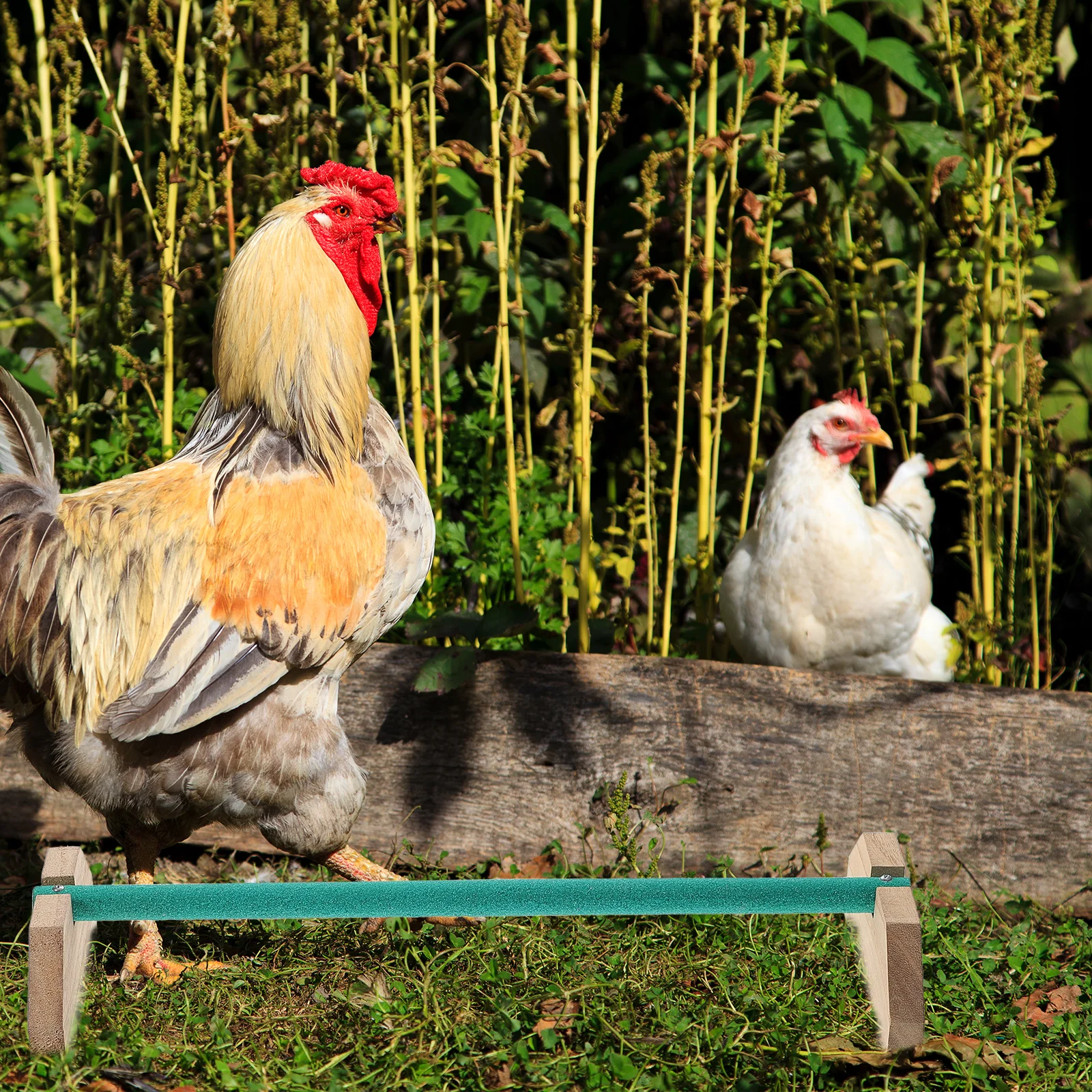 Wooden Chicken Parrot St Bird Cages Activity Rod Poultry Coop Hen Frame Durable Smooth Long Term Use Encouraging Balance
Wooden Chicken Parrot St Bird Cages Activity Rod Poultry Coop Hen Frame Durable Smooth Long Term Use Encouraging Balance