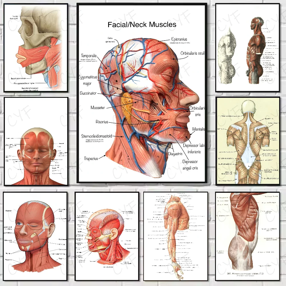 Face Anatomy The Human Skin Muscle Poster High Quality Wall Art For Home Office Bedroom LivingRoom Hallway Bar Perfect Gift Idea
Face Anatomy The Human Skin Muscle Poster High Quality Wall Art For Home Office Bedroom LivingRoom Hallway Bar Perfect Gift Idea