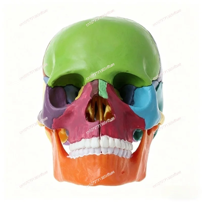 15pcs/set 4D Disassembled Color Skull Anatomical Model Detachable Medical Teachi
15pcs/set 4D Disassembled Color Skull Anatomical Model Detachable Medical Teachi