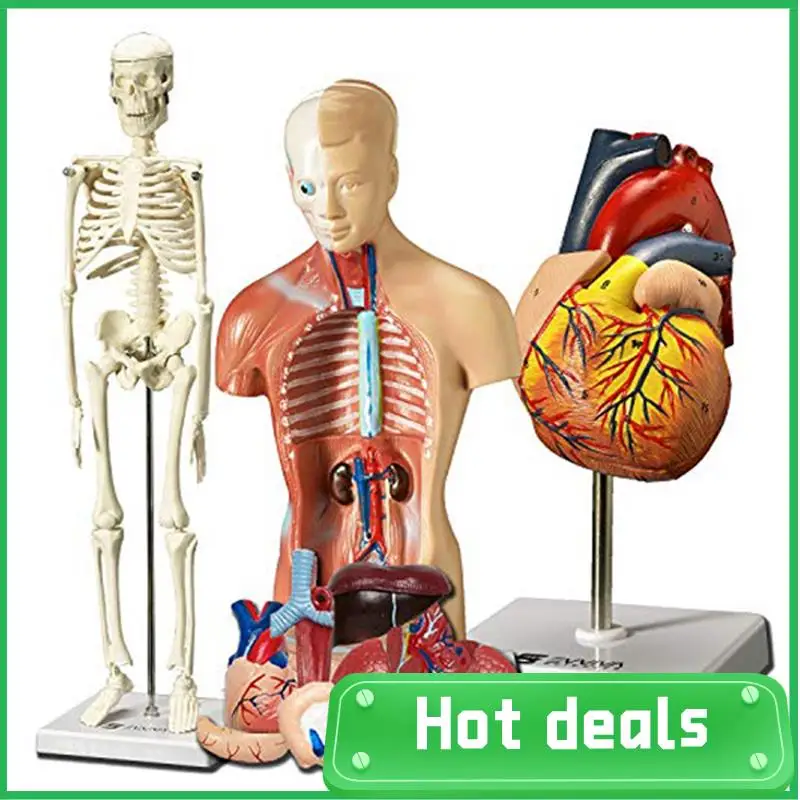 Human Heart, Torso And Skeleton Model For Anatomy And Physiology Students Hands-On 3D Model Learning Tool PVC 3 PCS
Human Heart, Torso And Skeleton Model For Anatomy And Physiology Students Hands-On 3D Model Learning Tool PVC 3 PCS