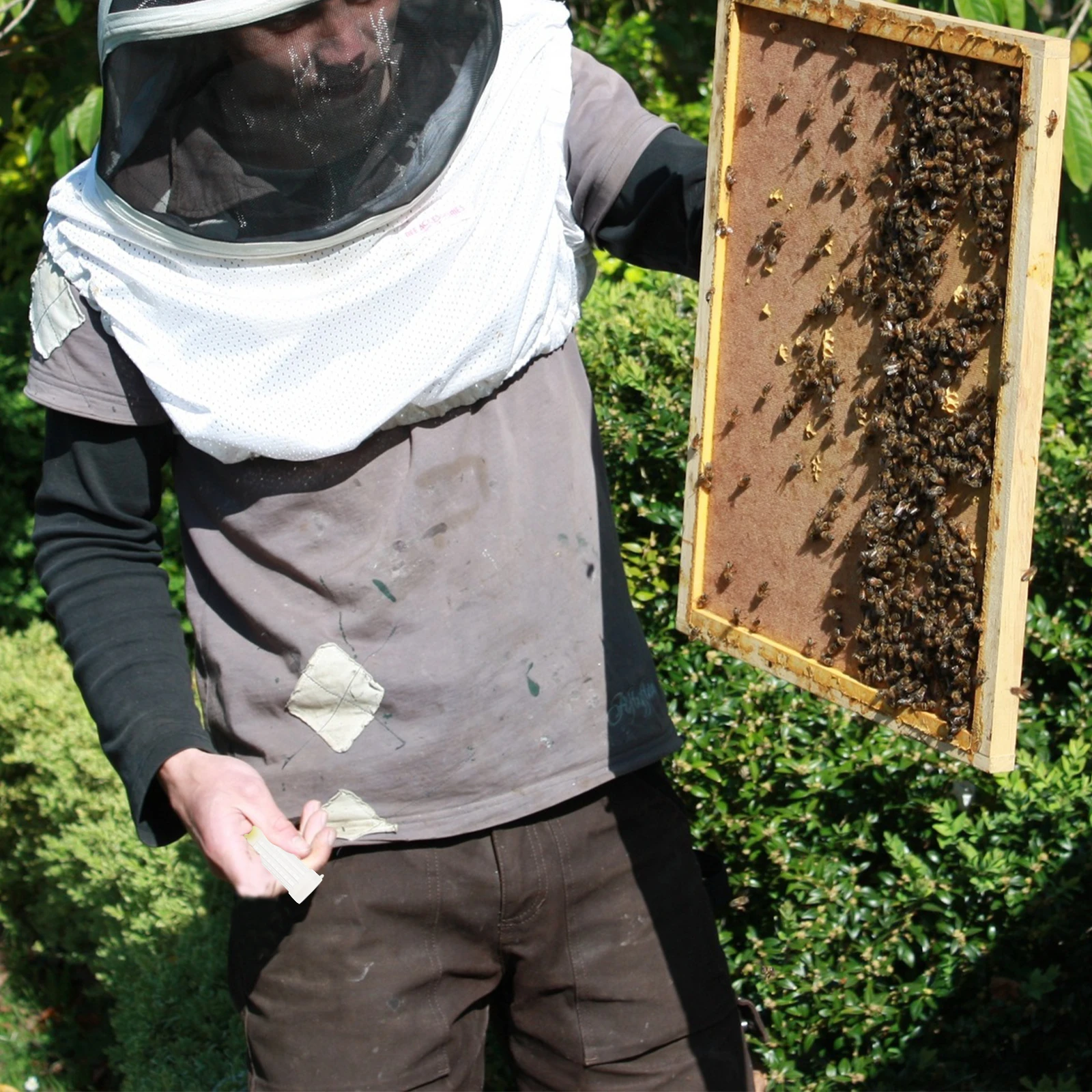 20Pcs Queen Cell Cover with Cap No-Hurt Plastic Protector for Beehive Safety Long-Lasting Apiculture Cell Equipment Lightweight
20Pcs Queen Cell Cover with Cap No-Hurt Plastic Protector for Beehive Safety Long-Lasting Apiculture Cell Equipment Lightweight