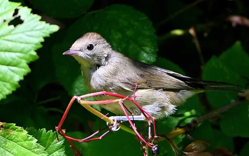 SL8018A 1:14 2.4G Amphibious RC Car - 5-Channel All-Terrain with Lights/Sound, Boys Birthday Gift Toy
SL8018A 1:14 2.4G Amphibious RC Car - 5-Channel All-Terrain with Lights/Sound, Boys Birthday Gift Toy