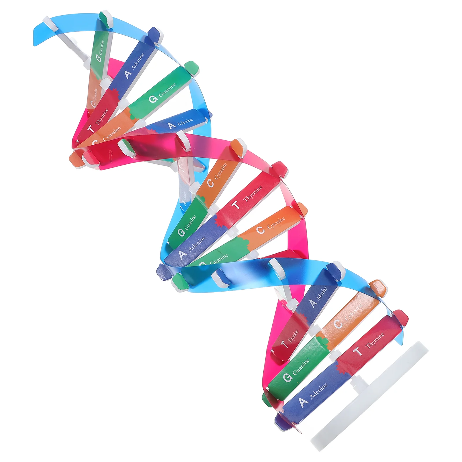 DNA Double Helix Spiral Structure Human Science Experimental Equipment Molecular Teaching Kit DNA Display Model Models
DNA Double Helix Spiral Structure Human Science Experimental Equipment Molecular Teaching Kit DNA Display Model Models