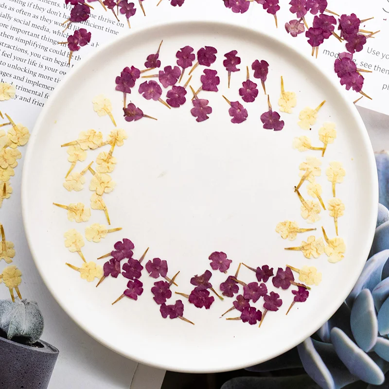 60Pcs Five-Color Plum Blossom Pressed Flowers DIY Resin Phone Case Plant Specimen Bookmark Dried Flower Decoration Material Pack
60Pcs Five-Color Plum Blossom Pressed Flowers DIY Resin Phone Case Plant Specimen Bookmark Dried Flower Decoration Material Pack