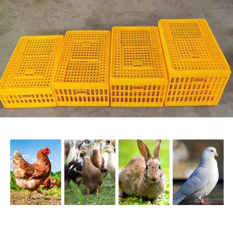 Custom Industrial Chicken Transport Cage Pigeon Transport Cage Quail Transport Cages For Farm
Custom Industrial Chicken Transport Cage Pigeon Transport Cage Quail Transport Cages For Farm